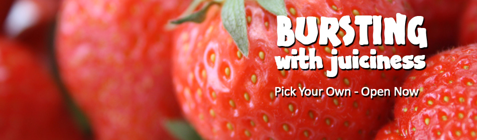 Bellis Brothers Pick Your Own